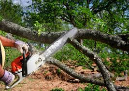  Big Bear City, CA Tree Removal and Landscaping Services Pros